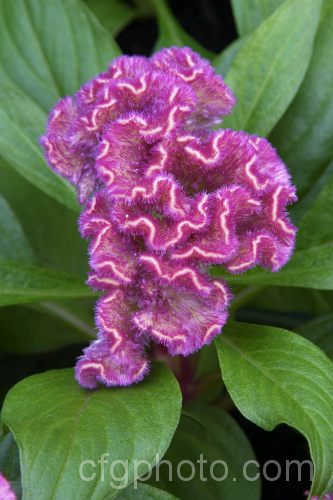 گل تاج خروس تاجی